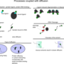 processes_coupled_diffusion.png
